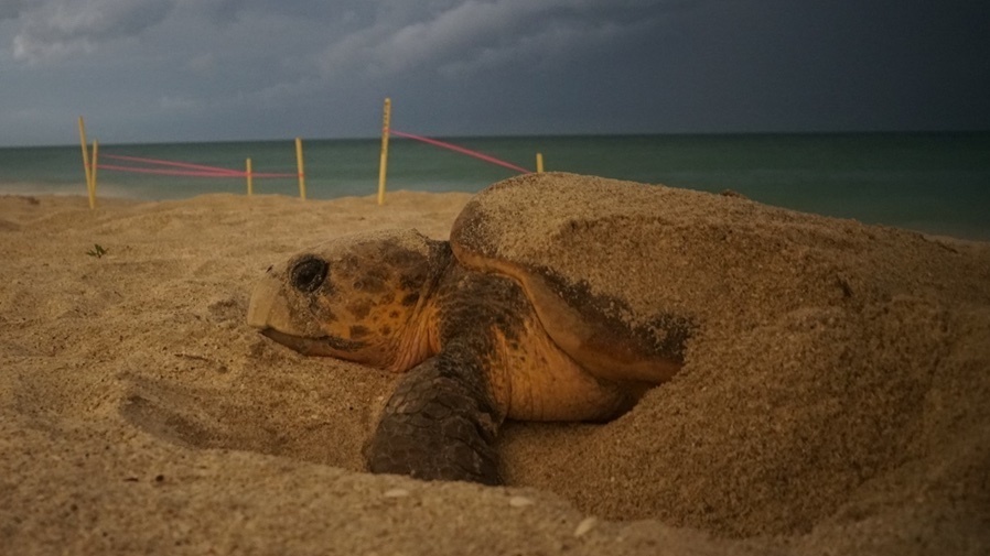 Florida heat births more female turtles than males. It may lead to population decline