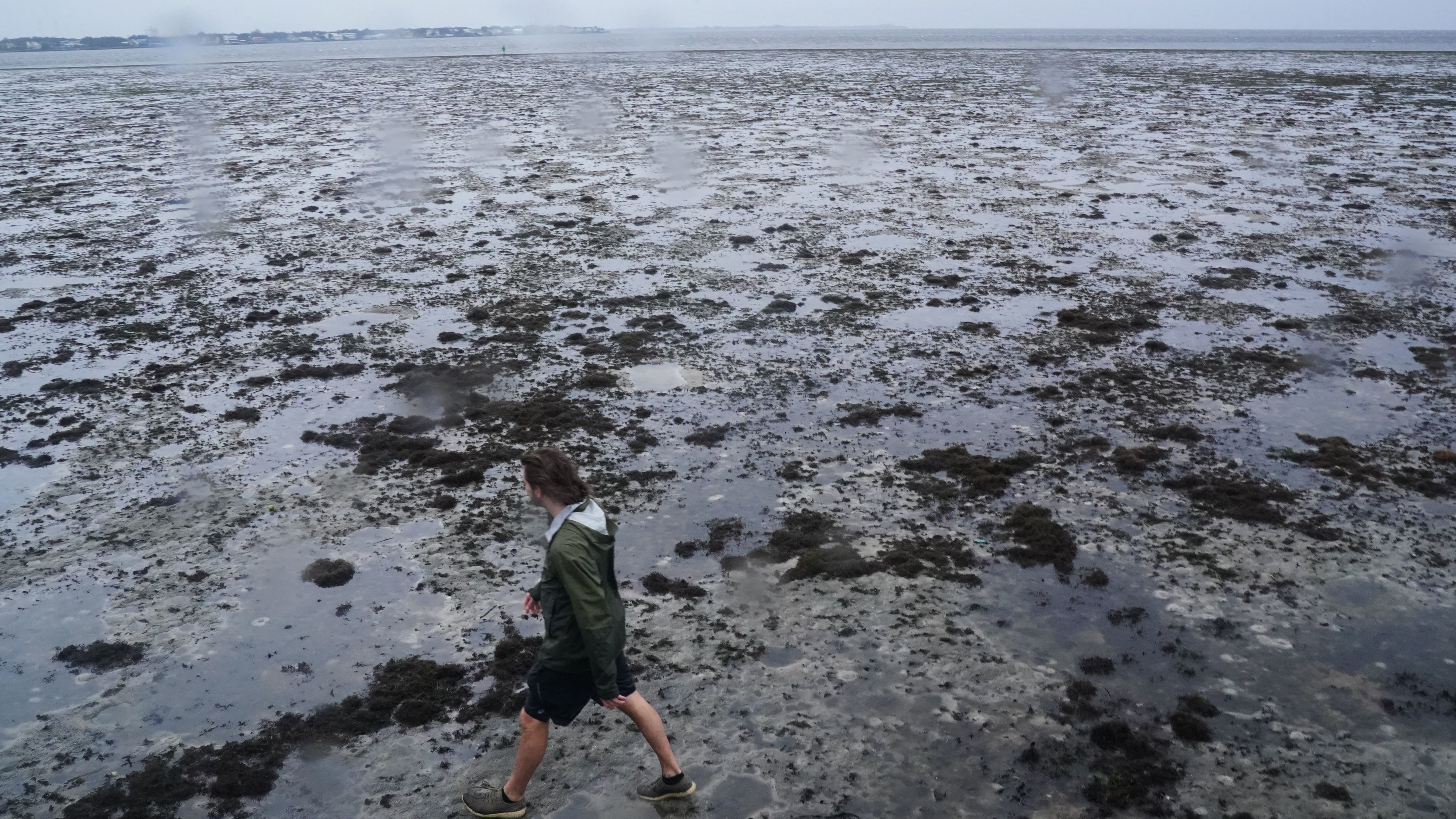 A man walks through the mudflats on Wednesday where water receded from Tampa Bay as Hurricane Ian approached western Florida. (AFP via Getty Images)