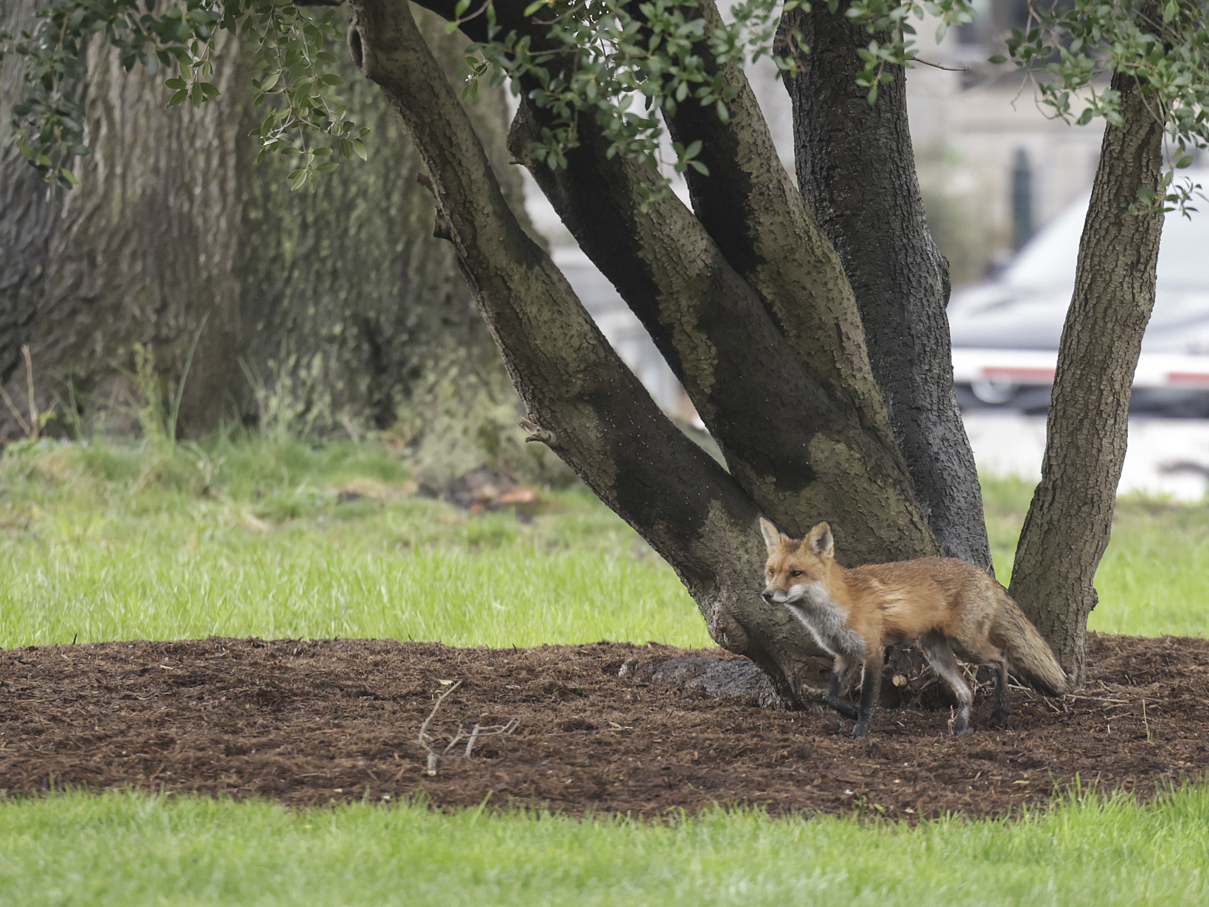 A fox walks near Upper Senate Park on the grounds of the U.S. Capitol on April 5. Multiple people reported being bitten by the fox, that later tested positive for rabies. (Getty Images)