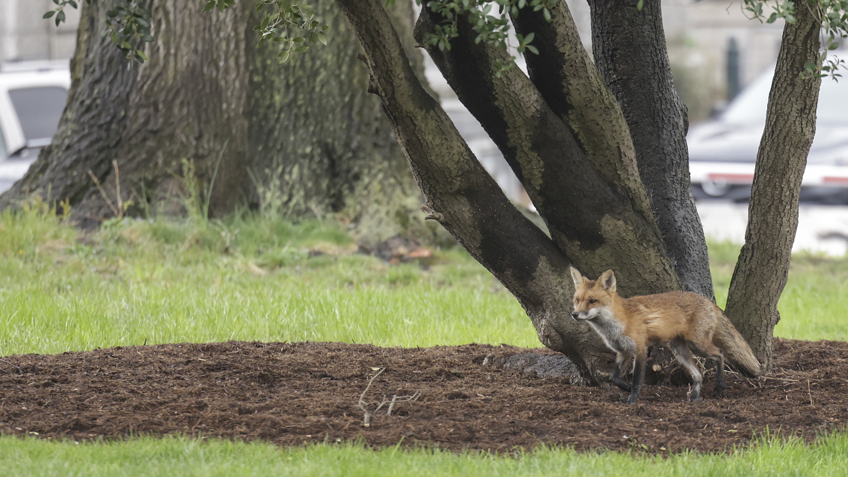 A fox walks near Upper Senate Park on the grounds of the U.S. Capitol on April 5. Multiple people reported being bitten by the fox, that later tested positive for rabies.