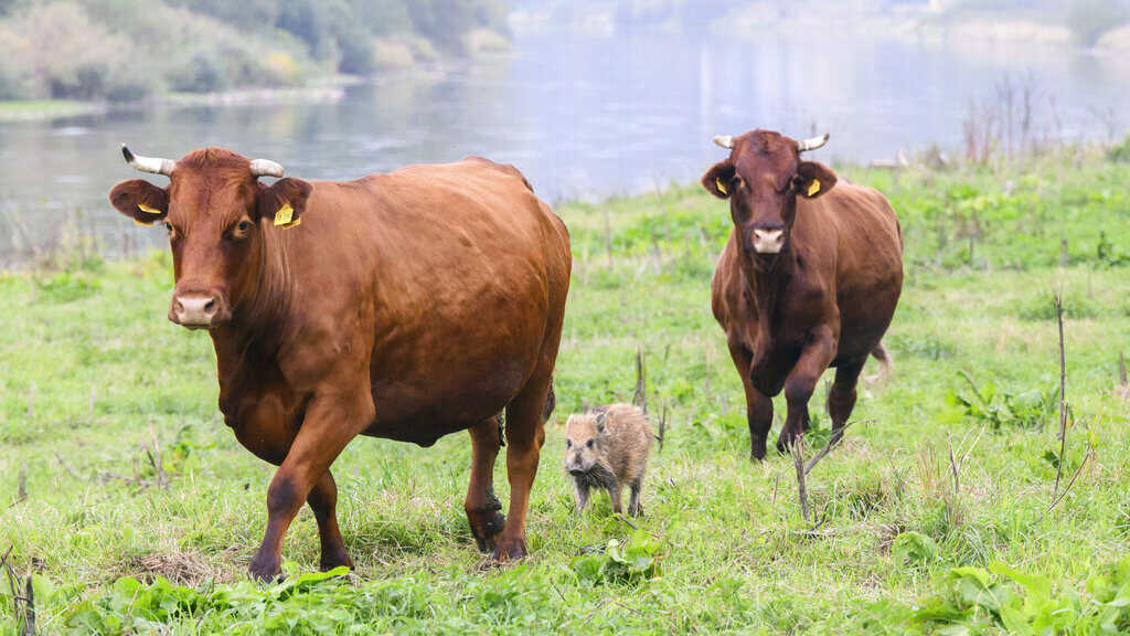 Your Own Living Cow Girl