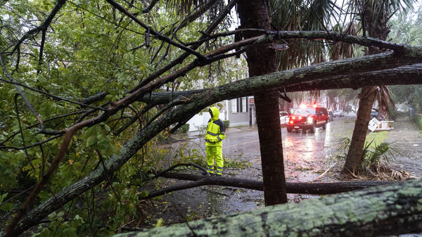 A firefighter examines a large tree across a road as the effects from Hurricane Ian are felt in Charleston on Sept. 30.