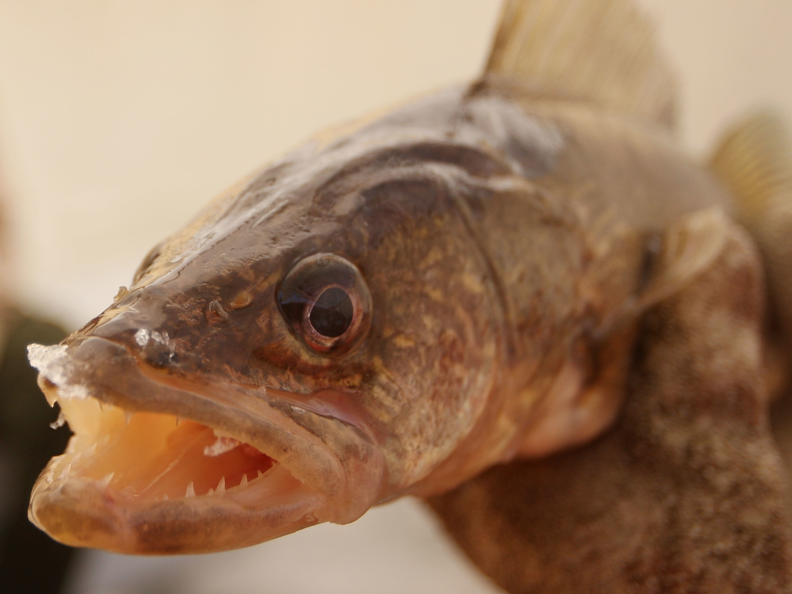 The scales turn against 2 fishermen after weights are found in fish at a tournament