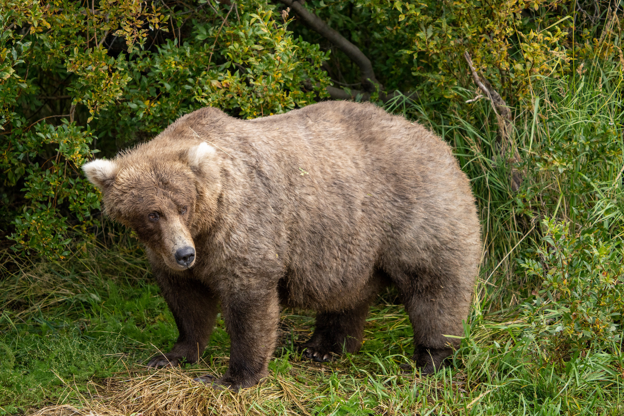 Fat Bear Week 2022: A guide to the grizzly competition : NPR