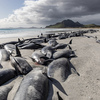 477 ballenas han muerto varadas en islas remotas de Nueva Zelanda