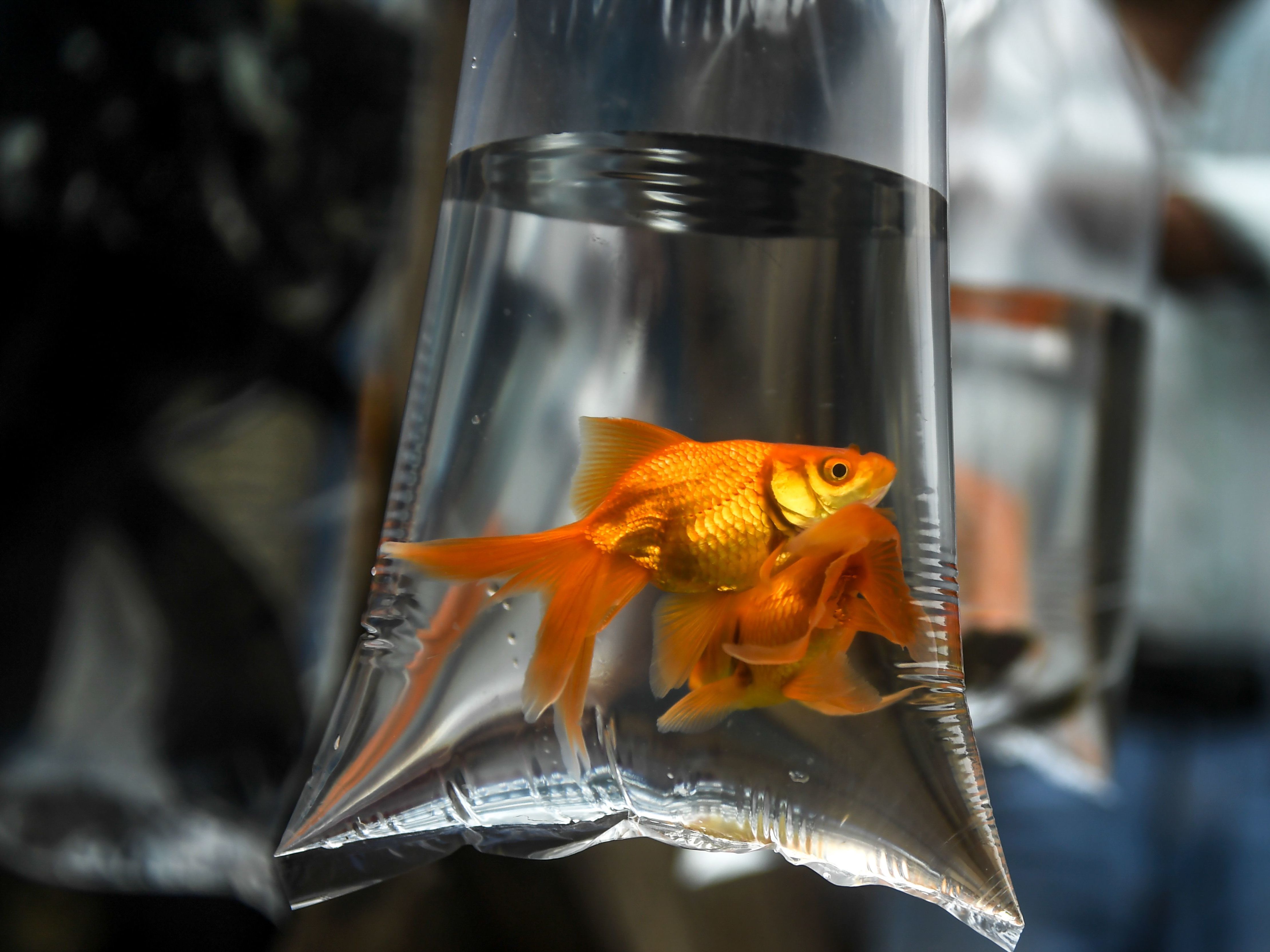 Goldfish are placed in plastic bags filled with water during the reopening of the weekly pet market on Kalifor Street in Kolkata on September 6, 2020. (Photo: DIBYANGSHU SARKAR/AFP via Getty Images)