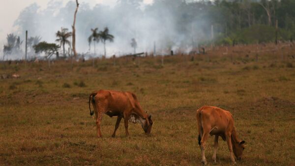 Cattle graze near a fire in Amazonas, Brazil, on Sept. 22. A new report analyzed years of data on wildlife populations across the world and found a downward trend in the Earth