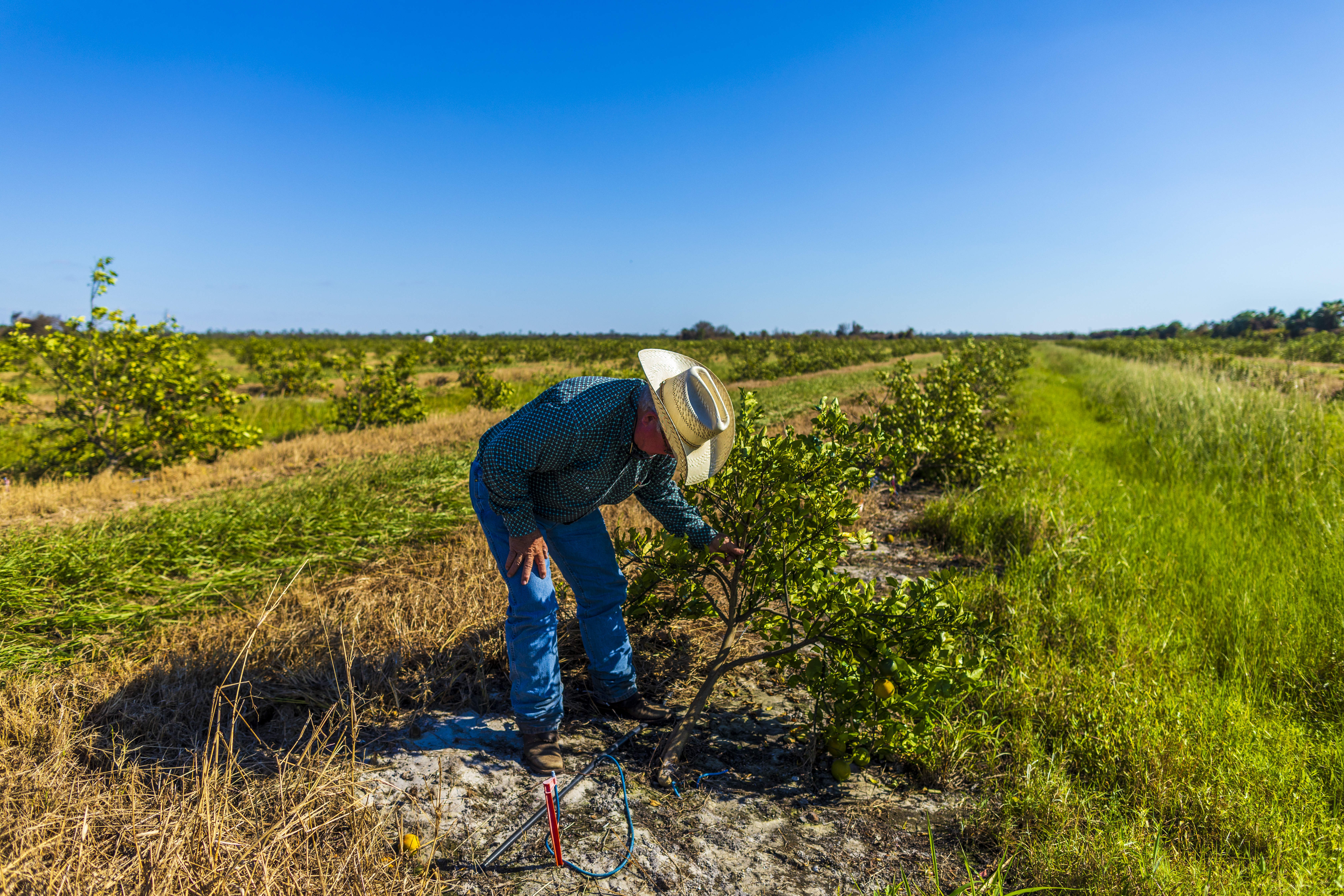 Florida agriculture has been slammed by Hurricane Ian - Vimarsana News