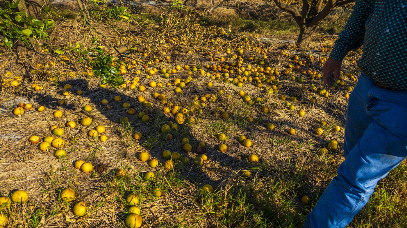 Florida agriculture has been slammed by Hurricane Ian