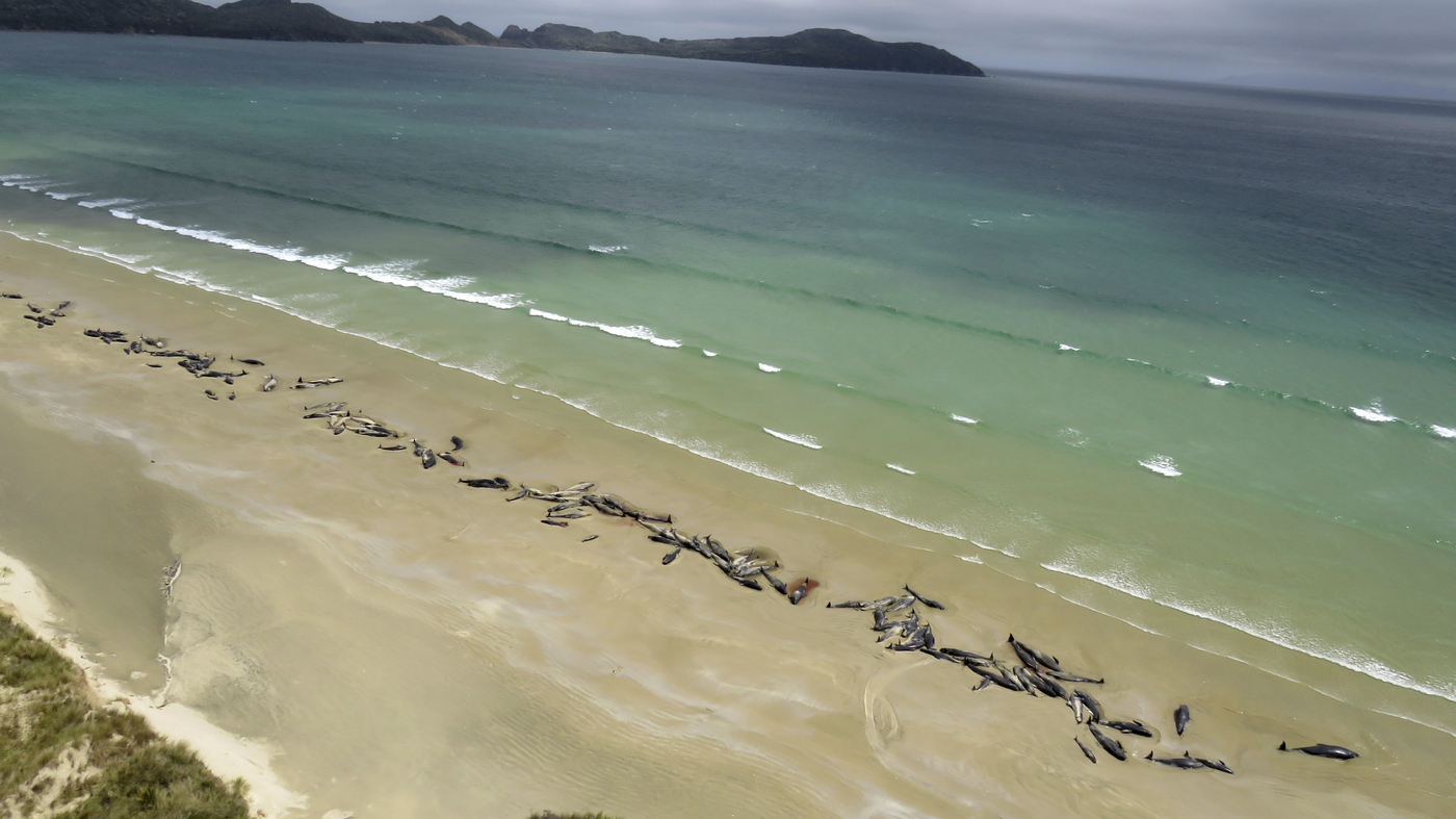 Recent whale strandings highlight the mystery that still baffles marine scientists