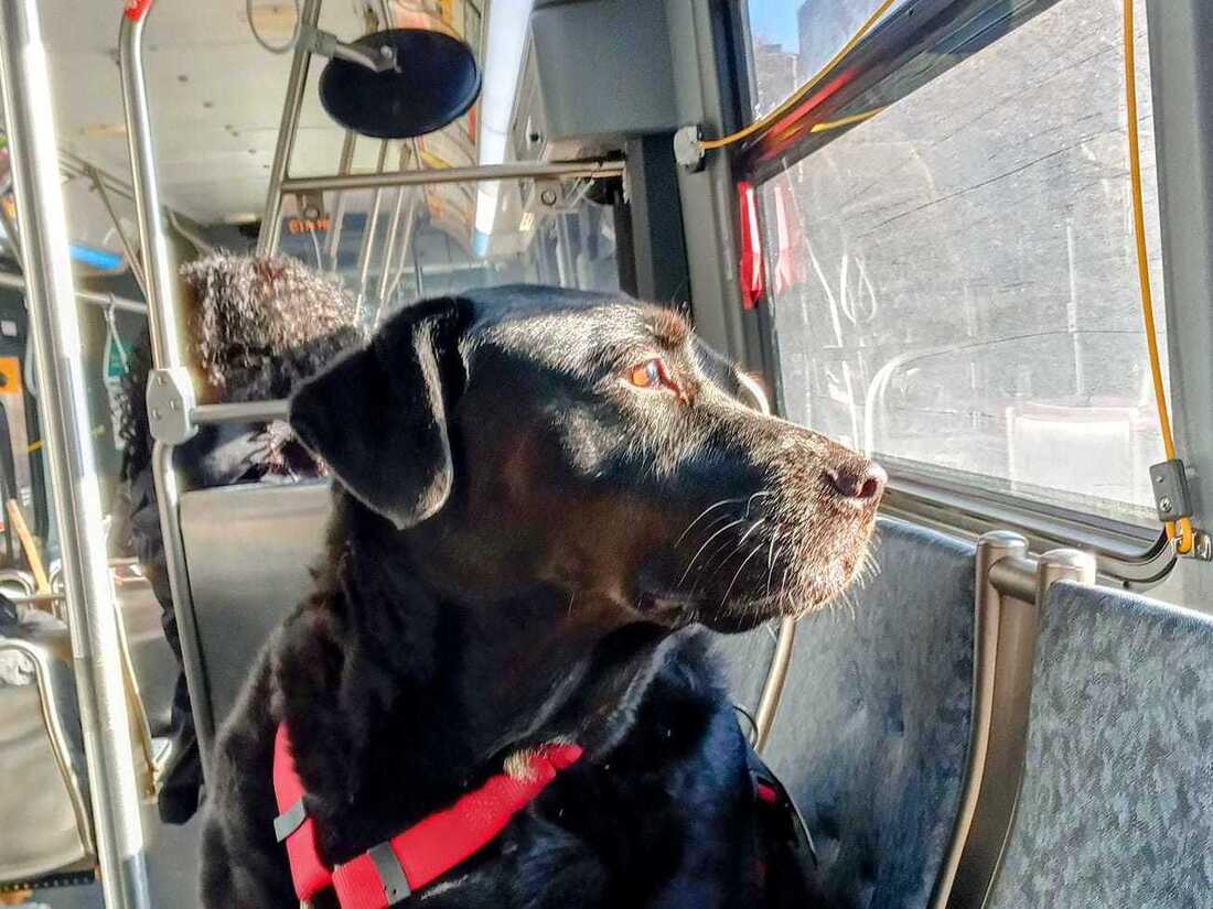 Dog takes owner for ride in dog cart 