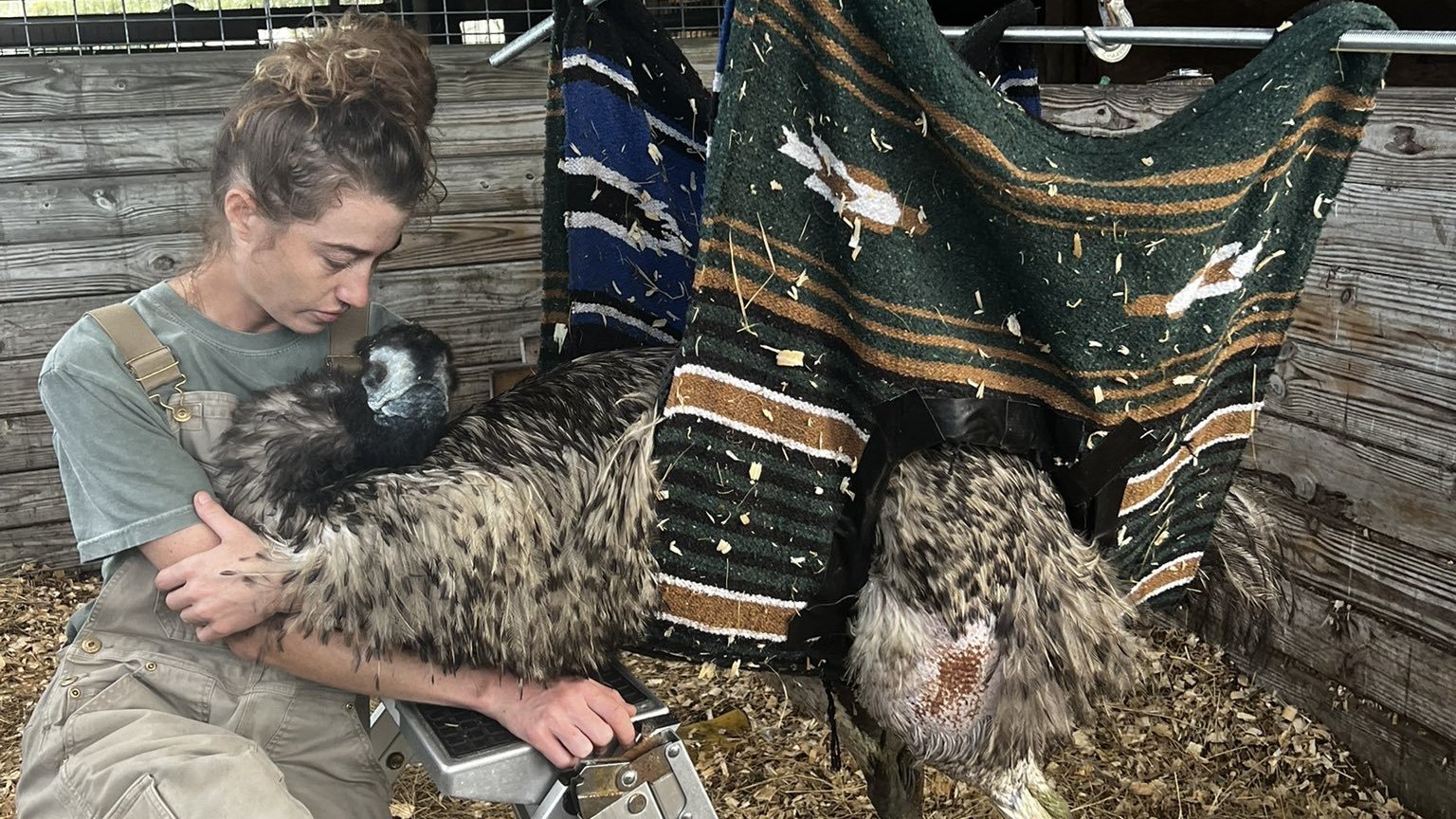 Emmanuel, a TikTok-famous emu, has avian flu after a deadly outbreak on a Florida farm