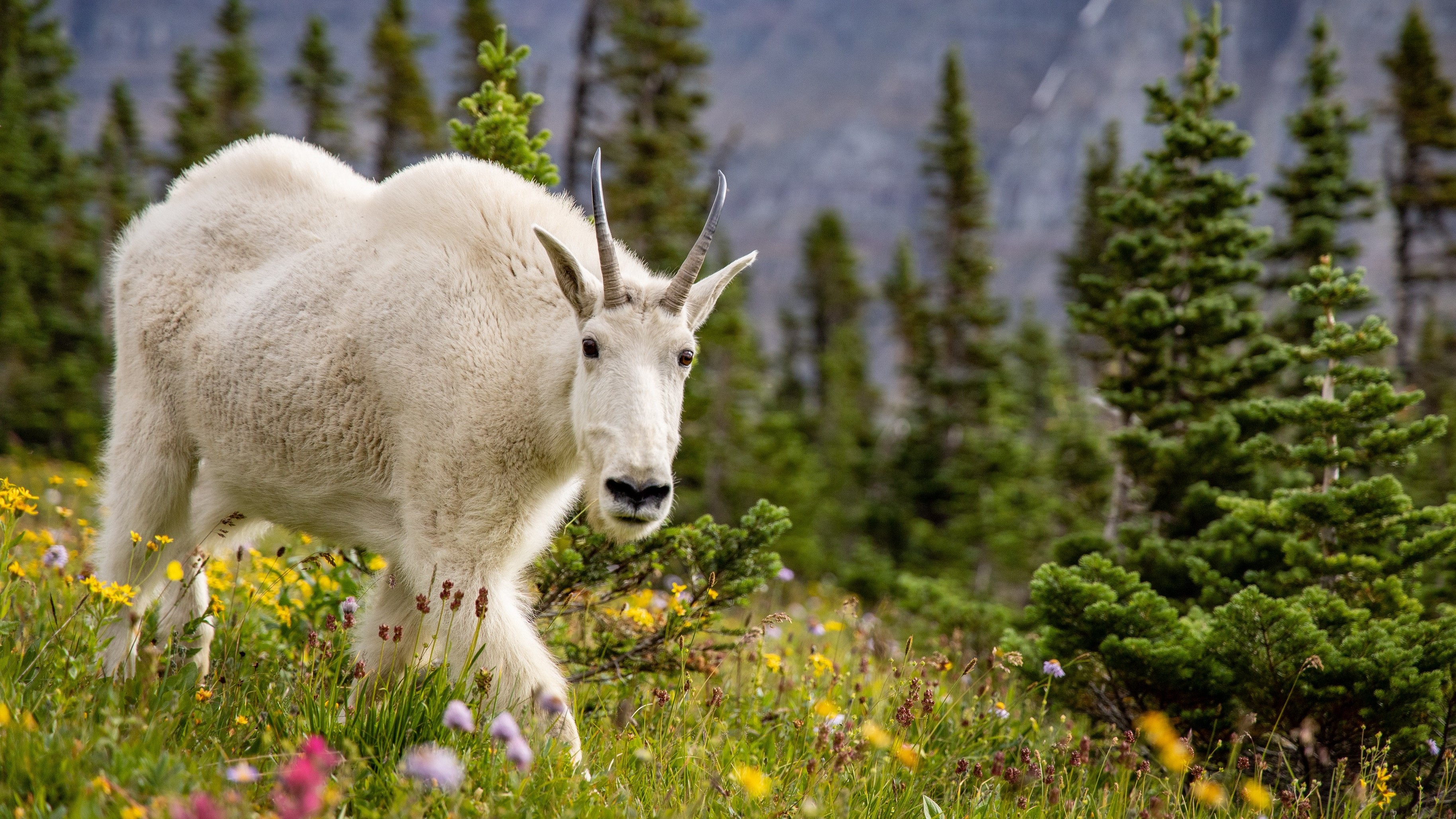 Study shows goats beat sheep when competing for salt licks