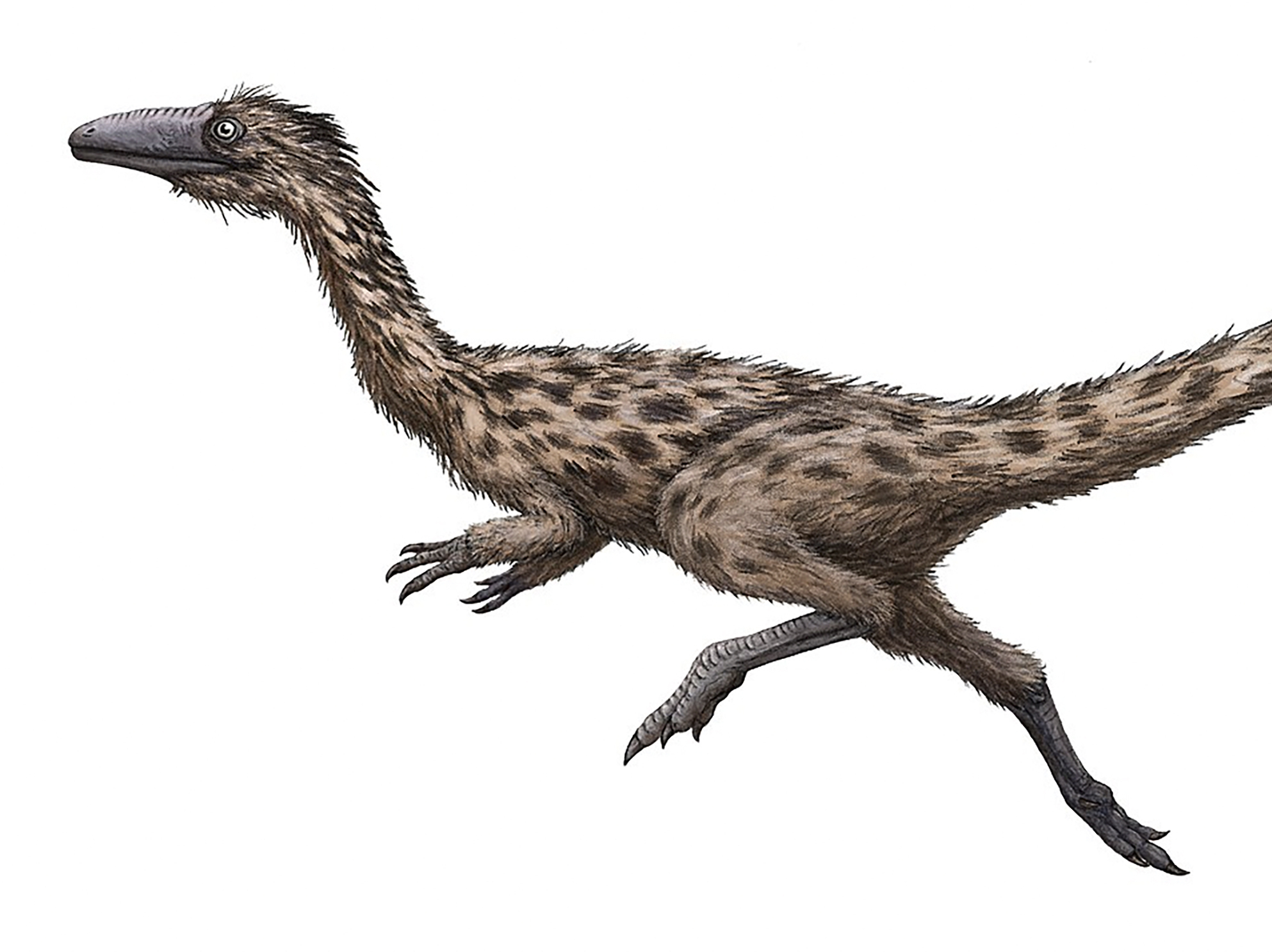 'Swift-footed lizard' is named the Massachusetts state dinosaur - Vimarsana News