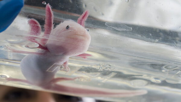 An axolotl.