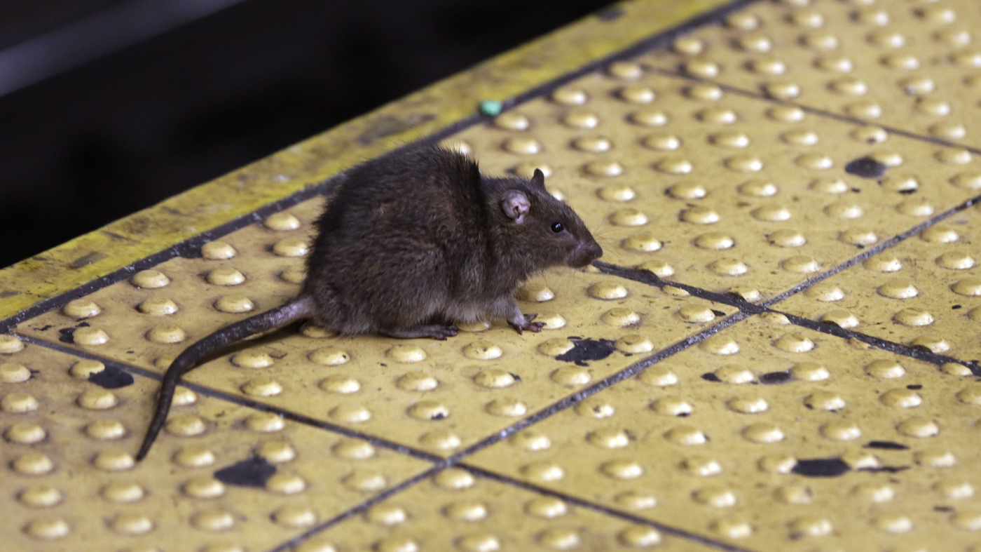 New York Mayor Eric Adams Vows To Kill Rats With New Trash Rule NPR