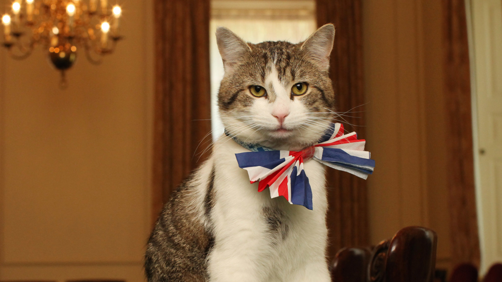 Larry the Cat outlasts fourth U.K. prime minister : NPR