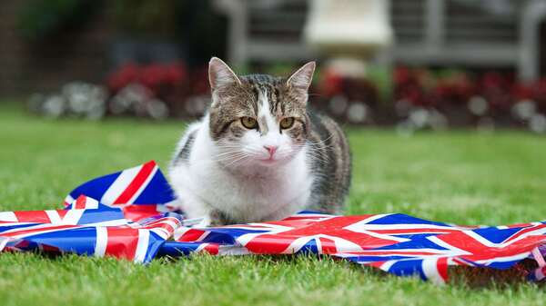 Larry the Cat plays with bunting in the garden of number 10 Downing Street on June 1, 2012 in London, England.