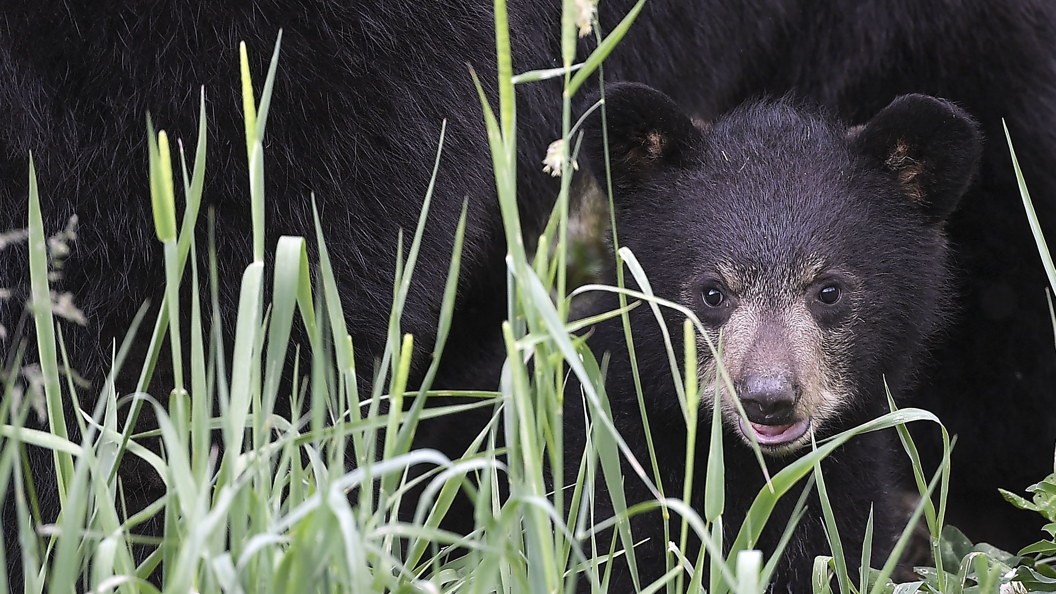 A Washington state woman fended off a black bear attack