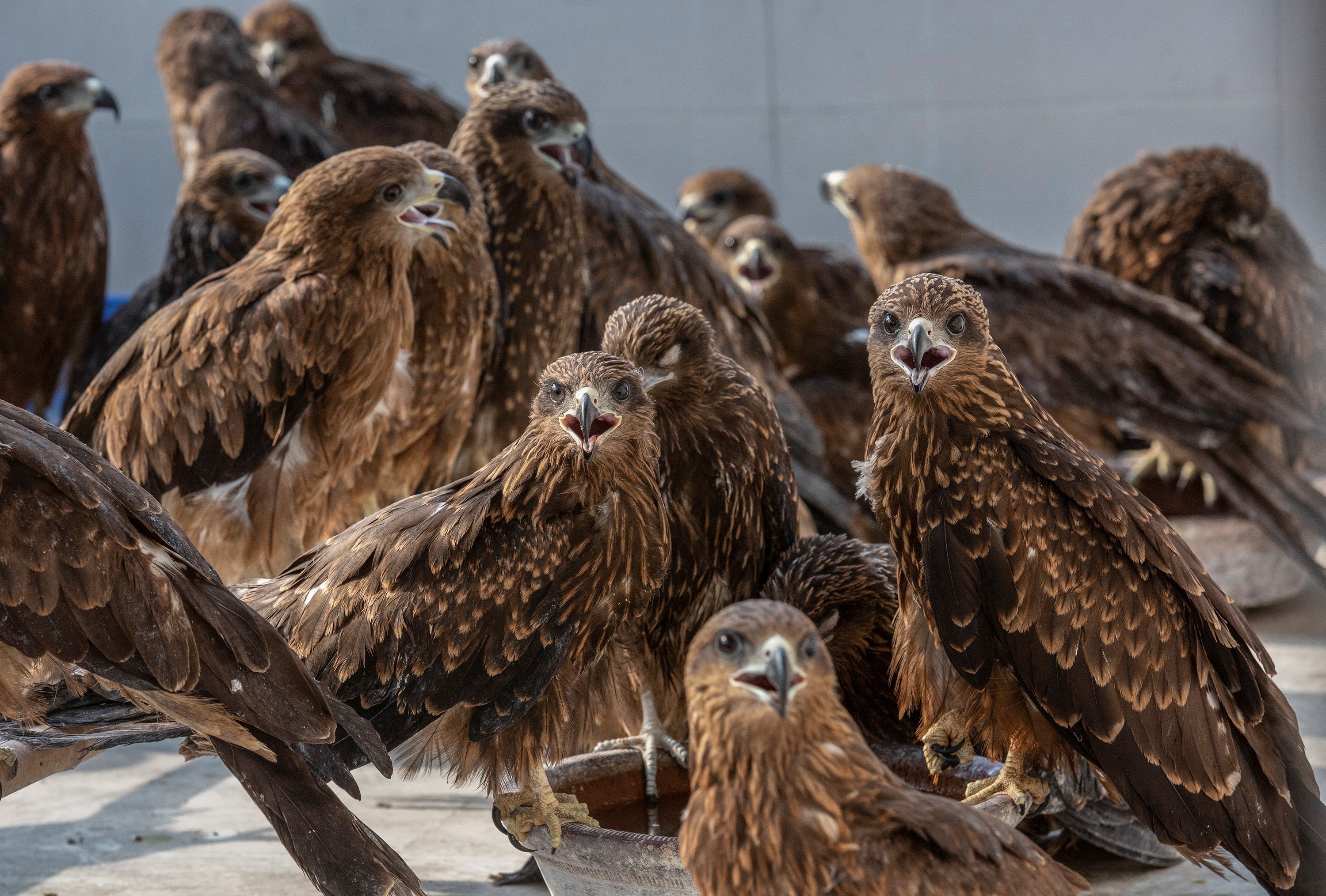 Britain's birds of prey are back from the brink of extinction – and live on  webcam, Birds