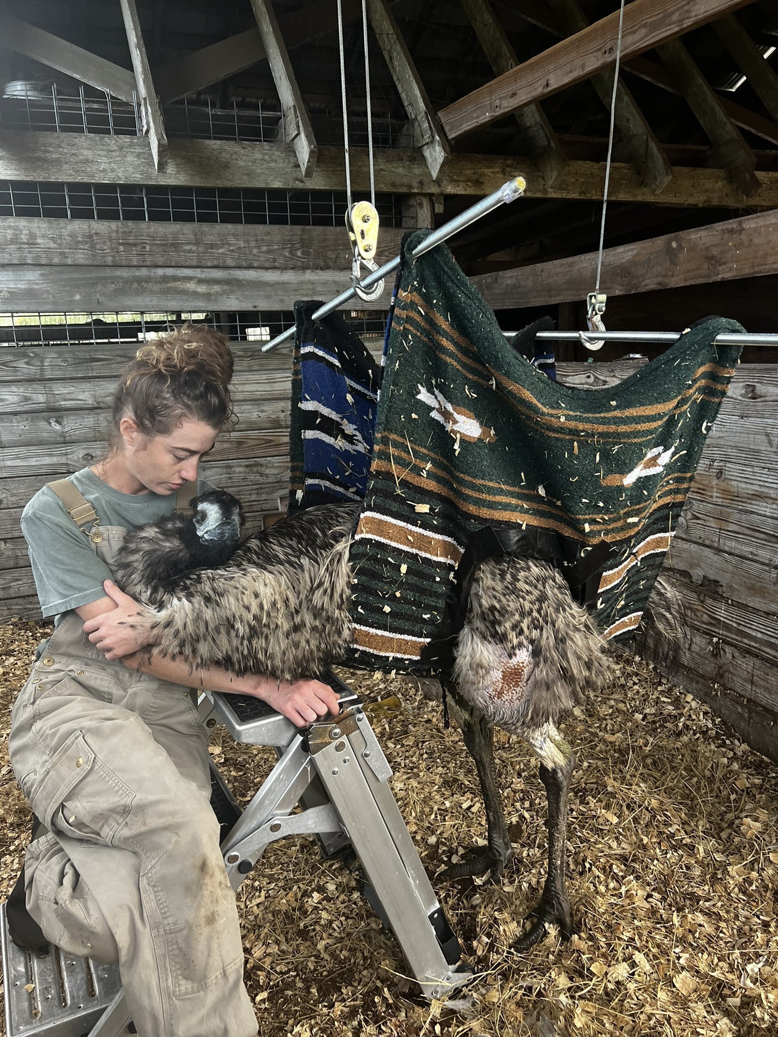 Emmanuel the emu does not have the avian flu, but is likely stressed out, owner says - Vimarsana News