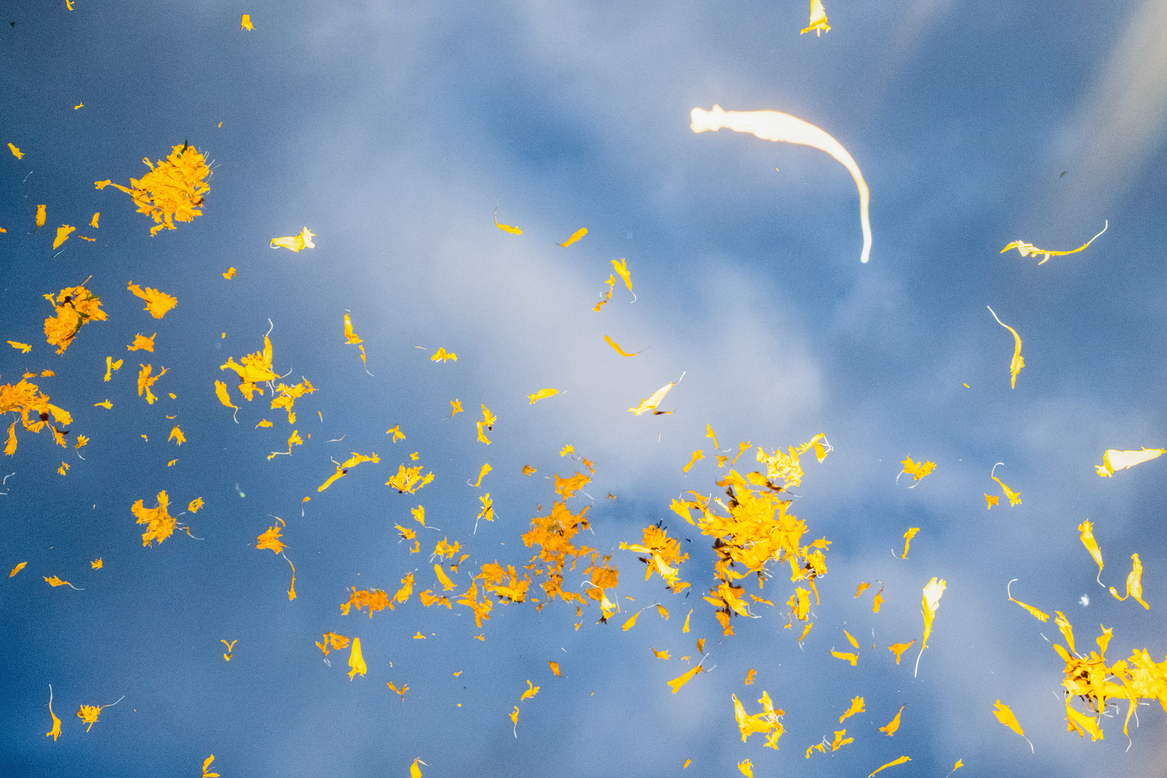 Abril throws Cempasúchil flower petals to the sky as her parents, aunts and grandparents work harvesting flowers in San Fúlix Hidalgo, Puebla, Mexico.