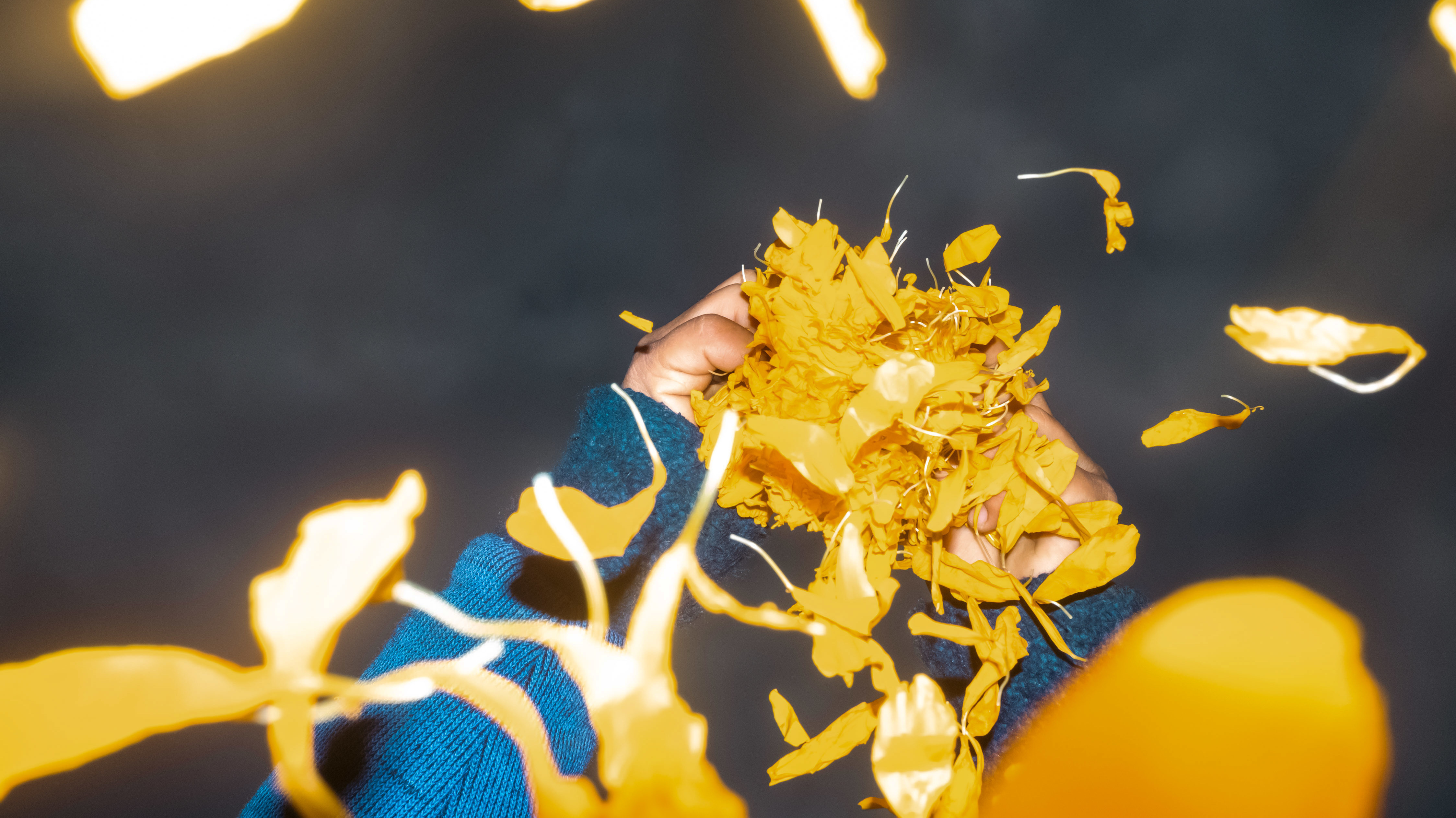 Alonso, hijo de Maria Fernanda Hérnandez, deshojando una flor Cempasúchil durante los días de cosecha en San Fúlix Hidalgo, Puebla México.