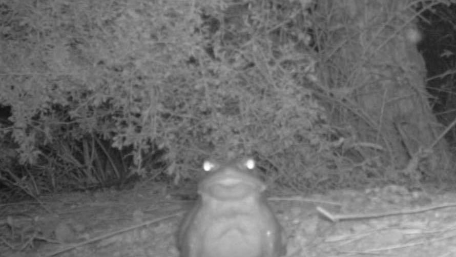 The National Park Service wants humans to stop licking this toad