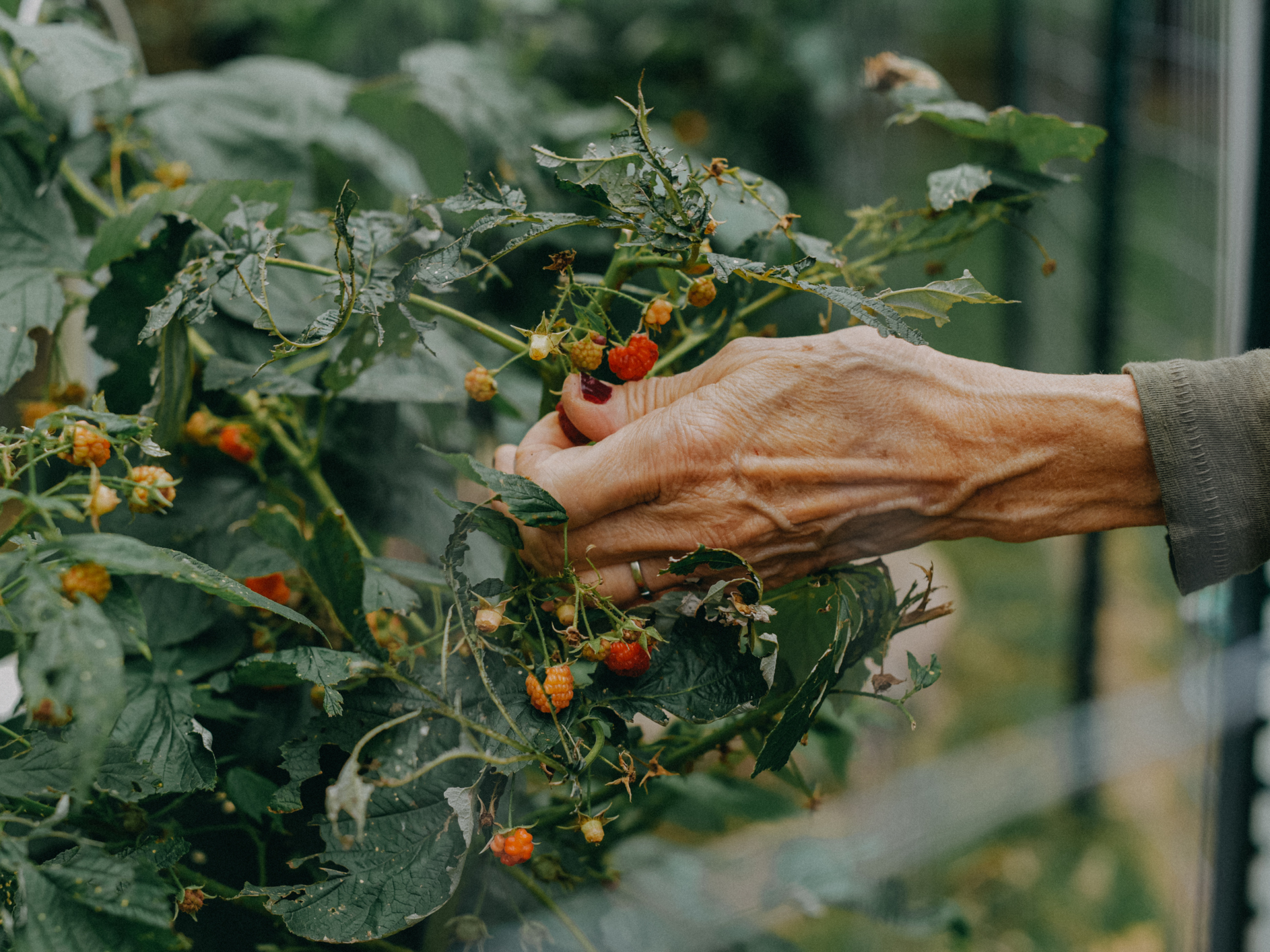 Ethnobotany is the study of the relationship between humans and plants. (Stefania Pelfini, La Waziya Phot / Getty Images)