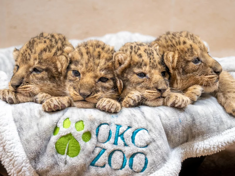 Oklahoma City Zoo welcomed its first lion cubs in 15 years. You can help name them Oklahoma City Zoo welcomed its first lion cubs in 15 years. You can help name them