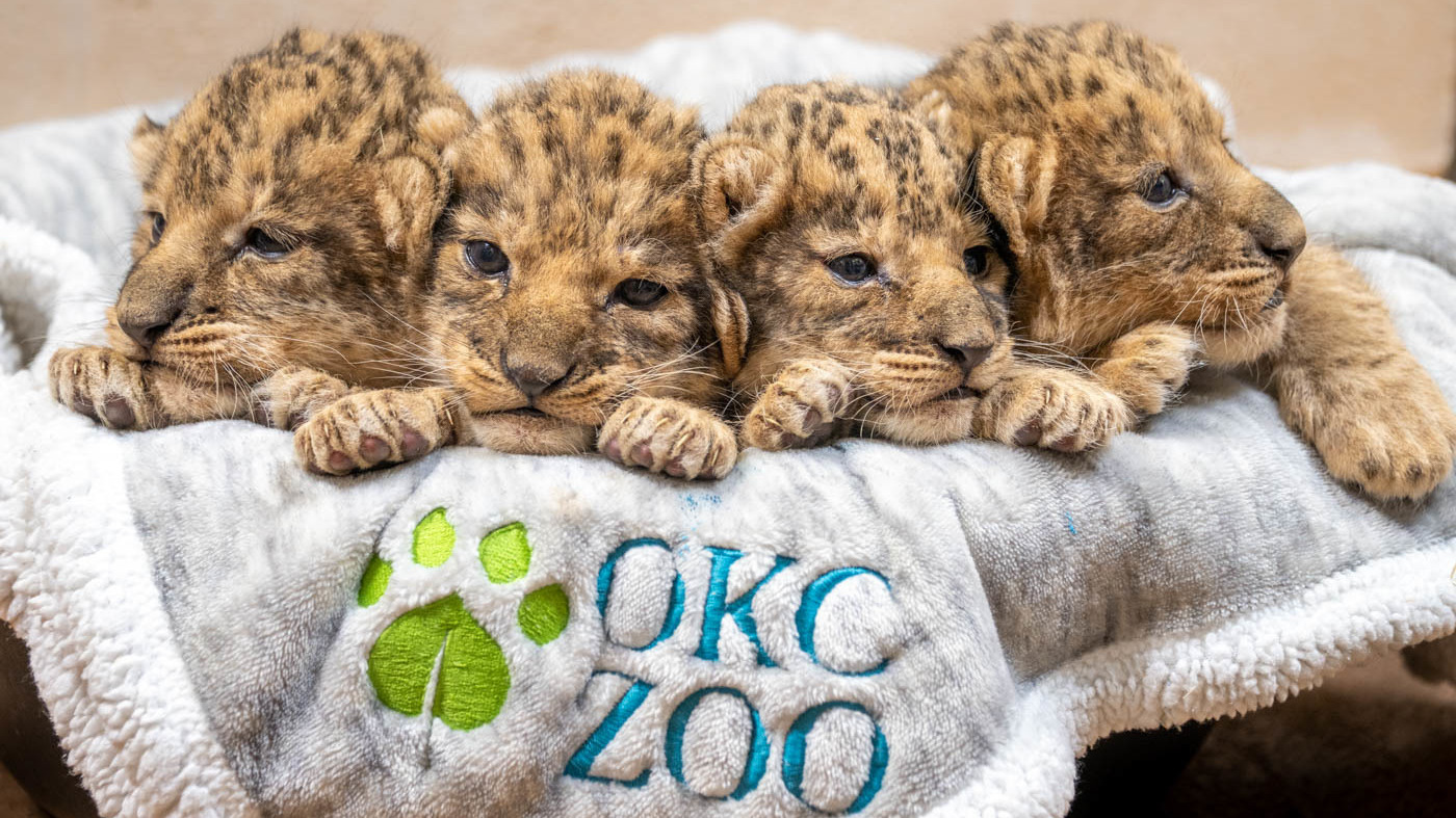 Oklahoma City Zoo its first lion cubs in 15 years. You can
