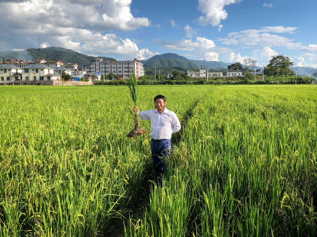 Can this cheaper, more climate-friendly rice transform farming? : Goats and Soda : NPR