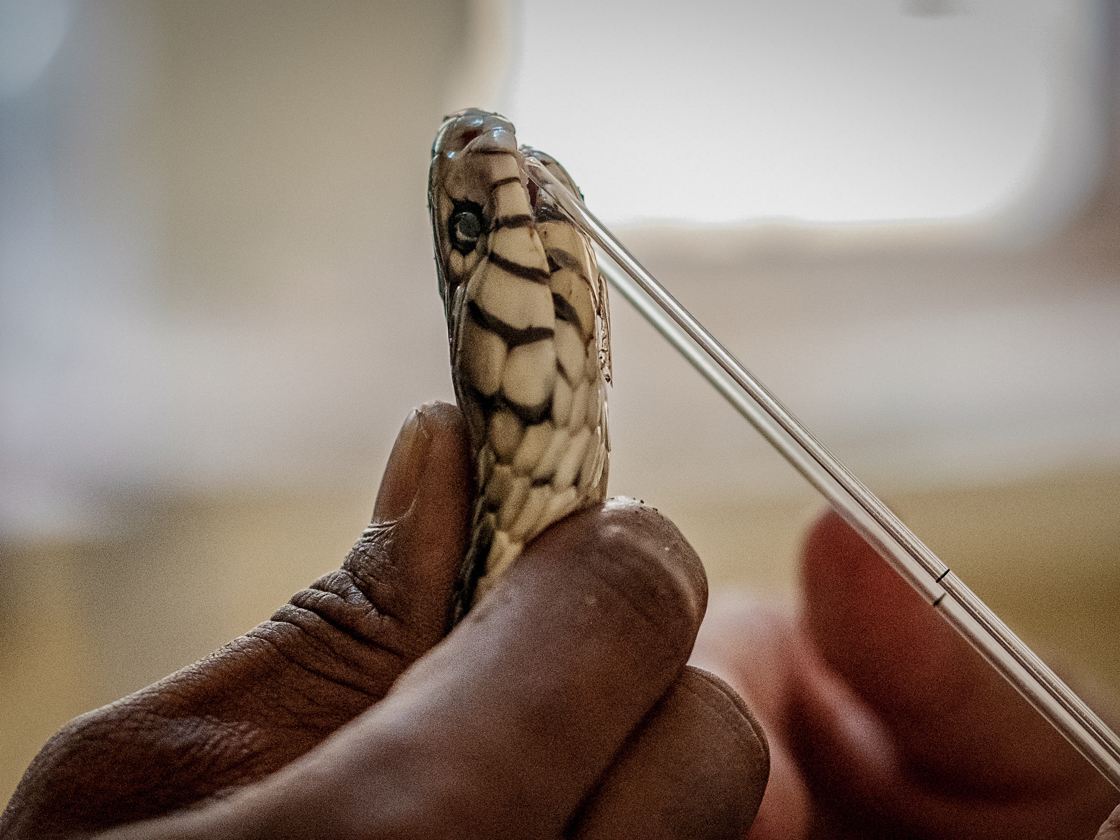 At Guinea's only specialized snake bite clinic, doctors need luck and antivenom - Vimarsana News