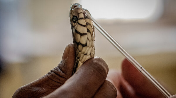 A forest cobra is harvested for its venom at the Research Institute of Applied Biology of Guinea. Its venom will be analyzed for various toxins and help inform future antidote development.