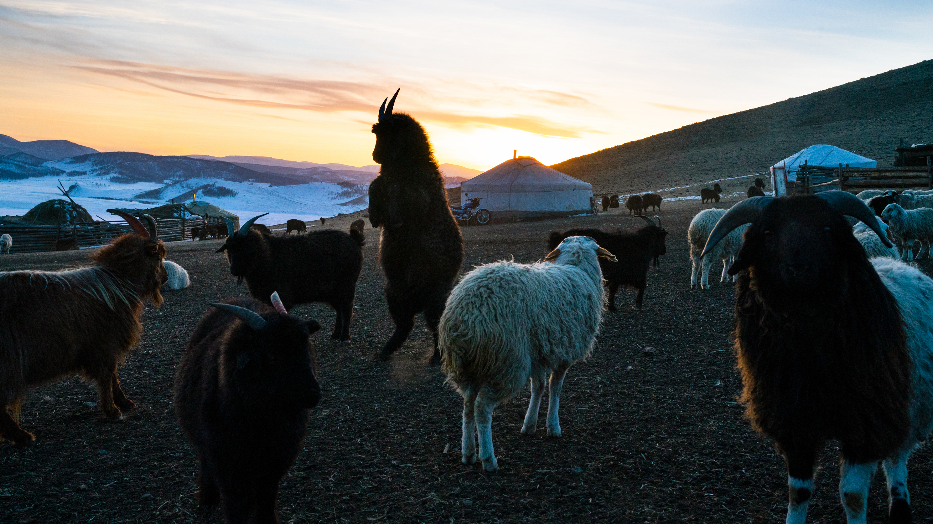 Mongolia has already experienced a wide range of dramatic due to climate change. Herders there must be quick-footed in the face of changing weather patterns, leading their animals to areas with grass to eat and adequate shelter.