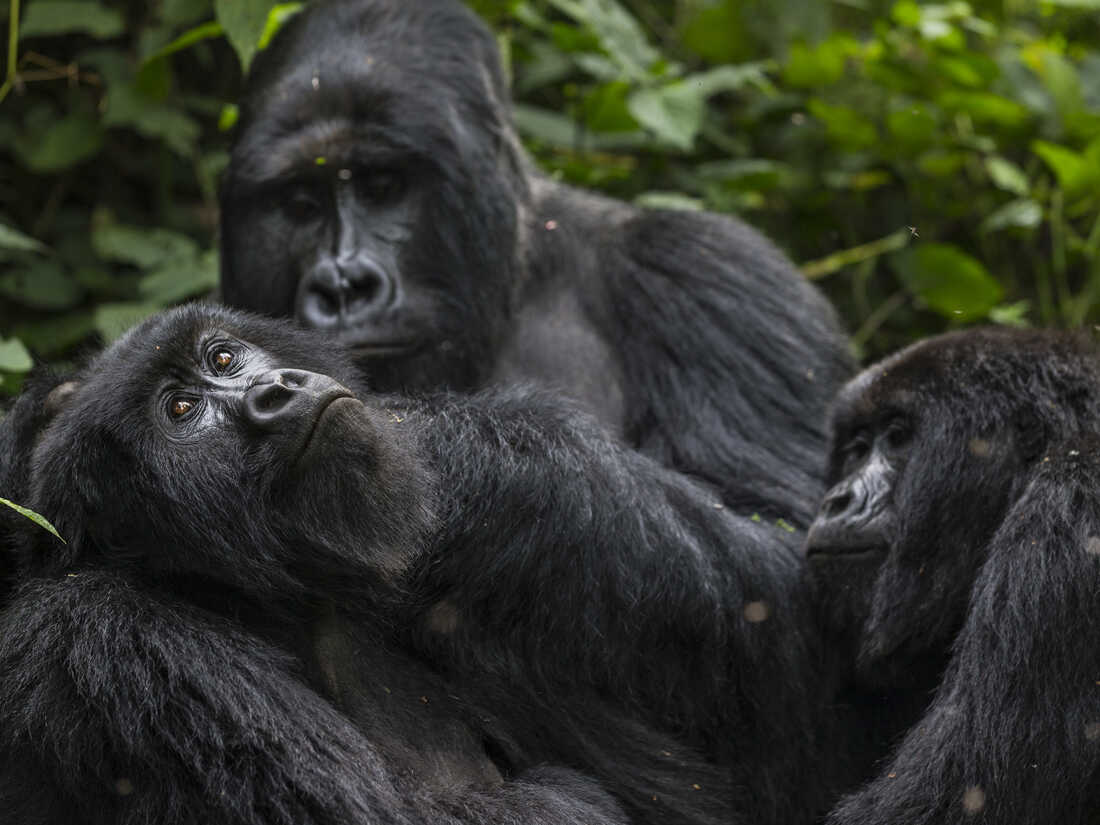 A new study finds that chimpanzees and gorillas can form lasting