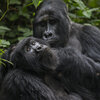 Il s'avère que les chimpanzés et les gorilles peuvent nouer des amitiés durables