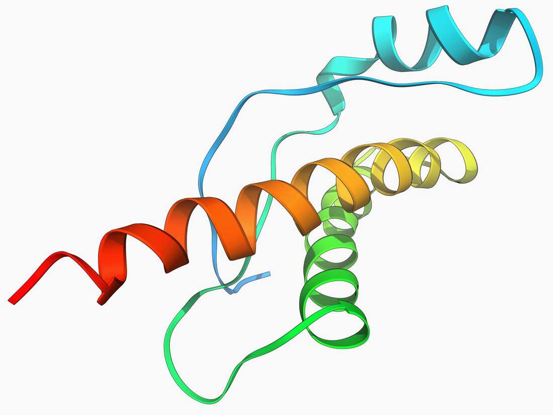 Killer Proteins: The Science Of Prions : Short Wave : NPR