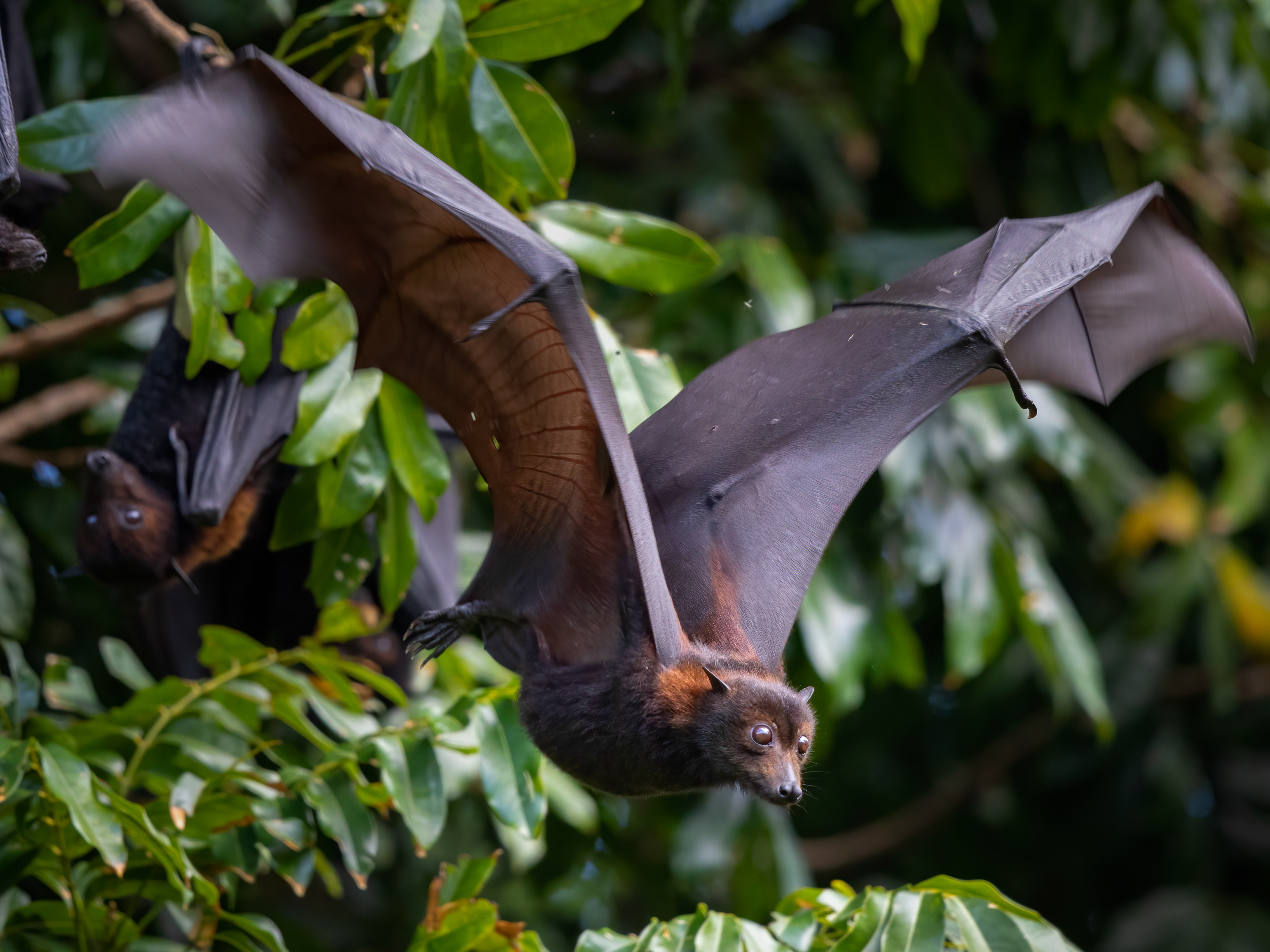 An elegant way to stop deadly Hendra virus spillovers from bats to horses ... to us - Vimarsana News