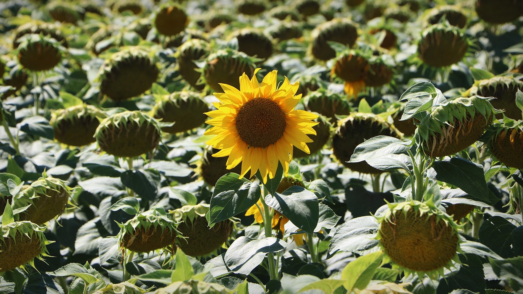 sunflower