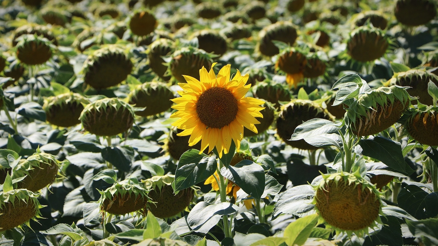 Our Late Bloomer Stories Listener Voice Memos NPR