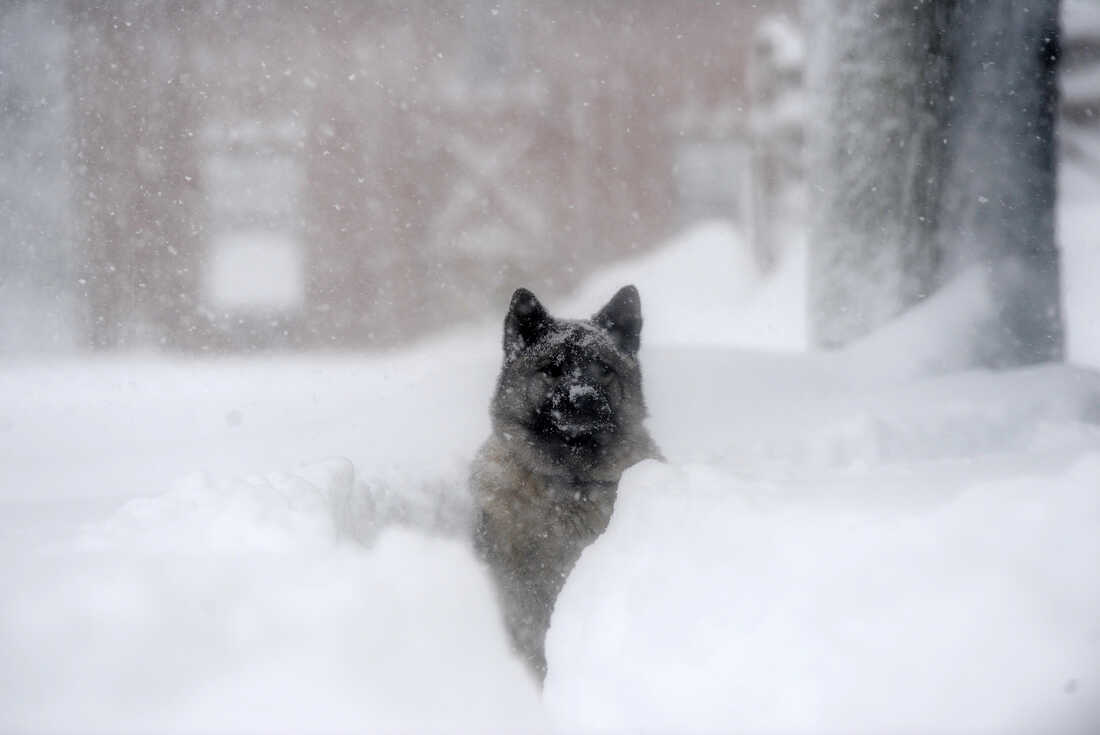 Photos: See the aftermath of massive snowfall in the Buffalo area : The  Picture Show : NPR