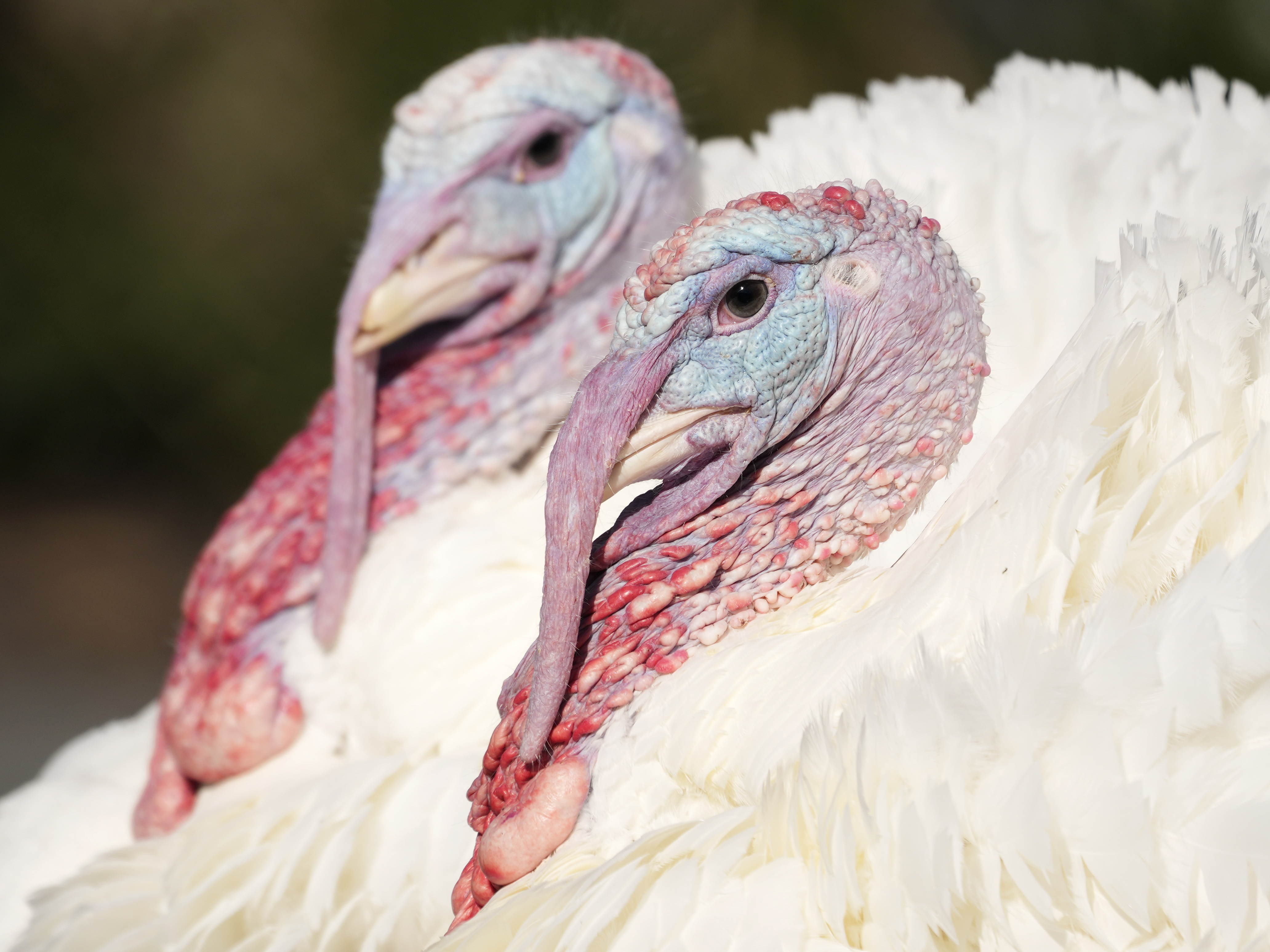 The Reason Turkey Is Our Go-To Bird On Thanksgiving