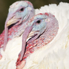 Biden pardoned the Thanksgiving turkeys. Read the strange truth behind the tradition