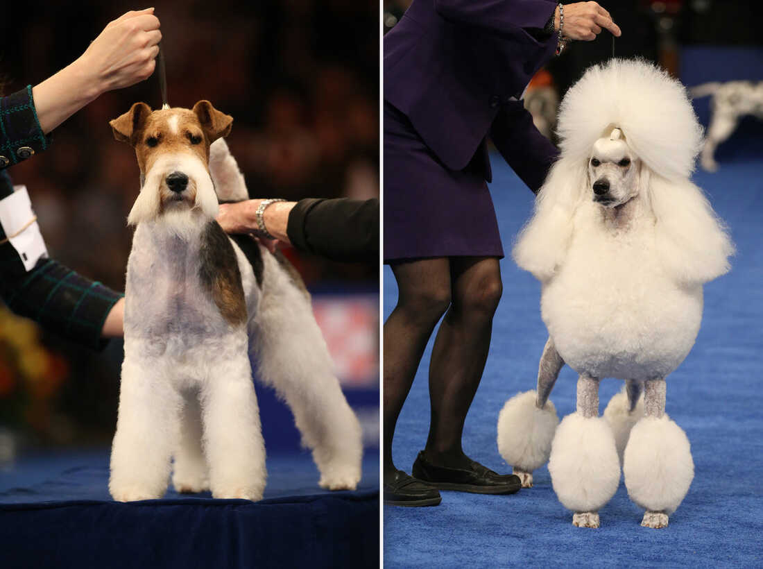 the-2022-national-dog-show-winner-is-winston-the-french-bulldog-npr