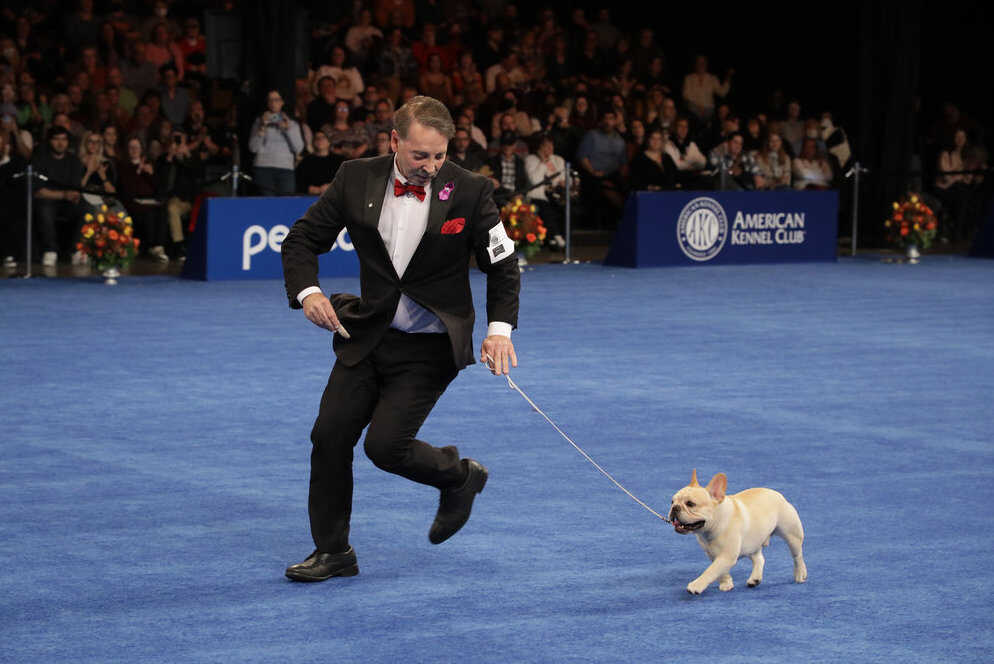 The 2022 National Dog Show winner is Winston the French bulldog : NPR