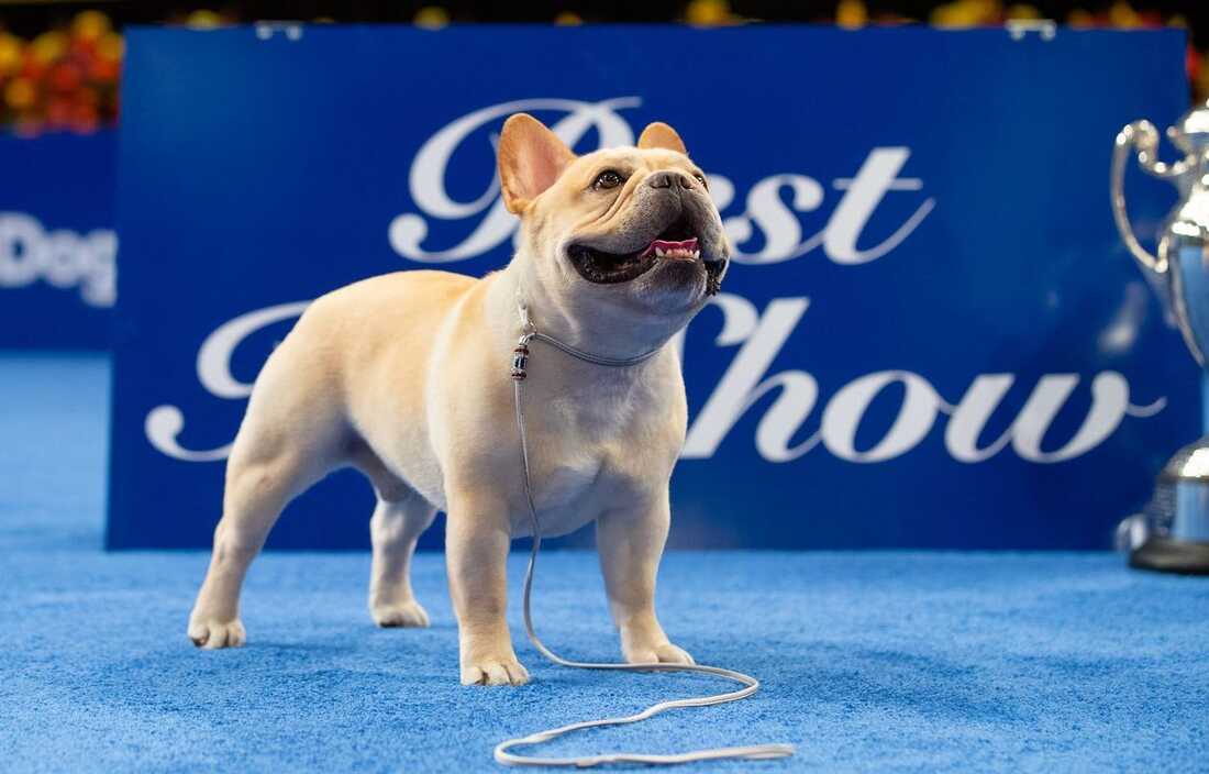 The 2022 National Dog Show winner is Winston the French bulldog NPR