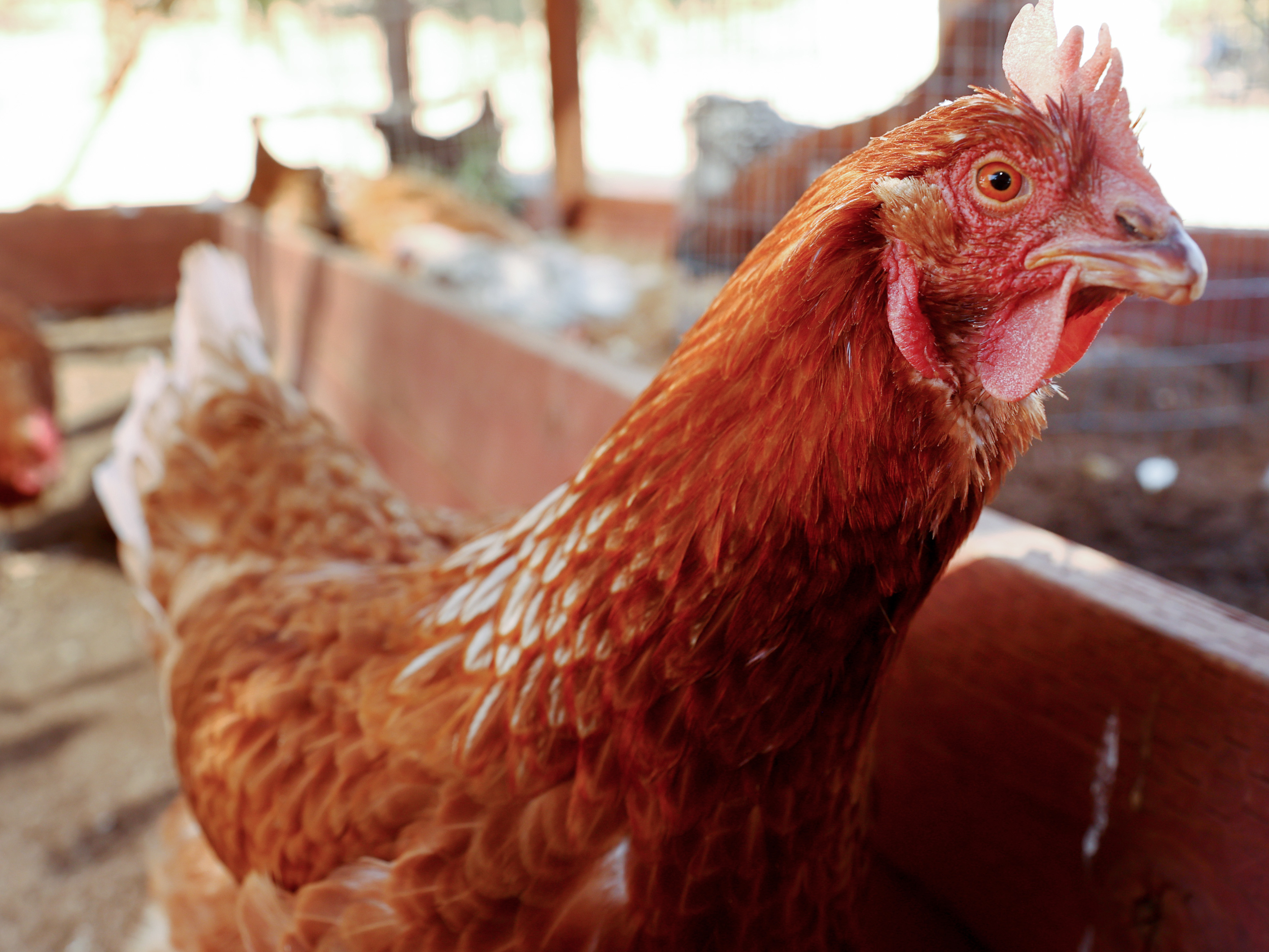 Chickens are pictured at Southern California Sanctuary on Oct. 5 in Acton, Calif. In Nebraska, another 1.8 million are being killed over bird flu concerns. (Getty Images)