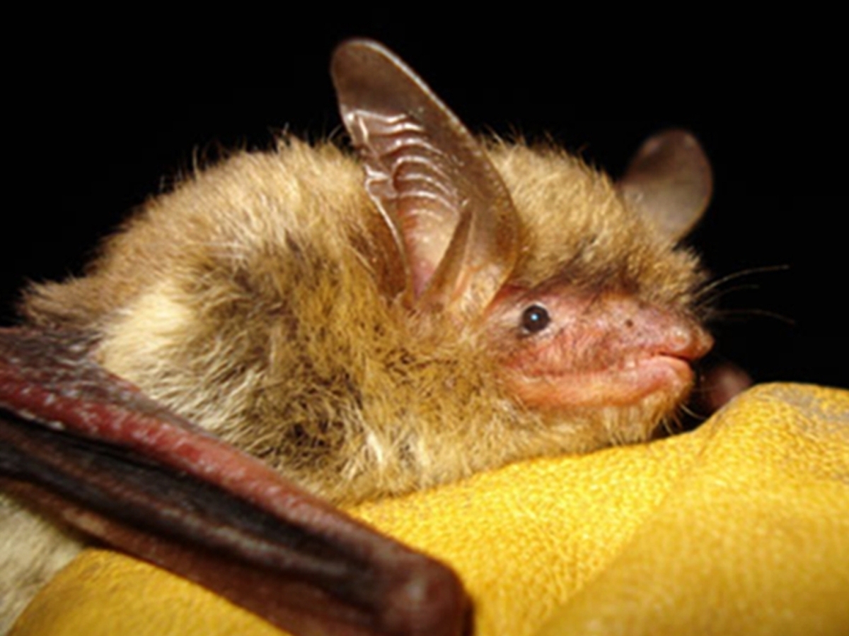 Northern long-eared bat declared as endangered : NPR