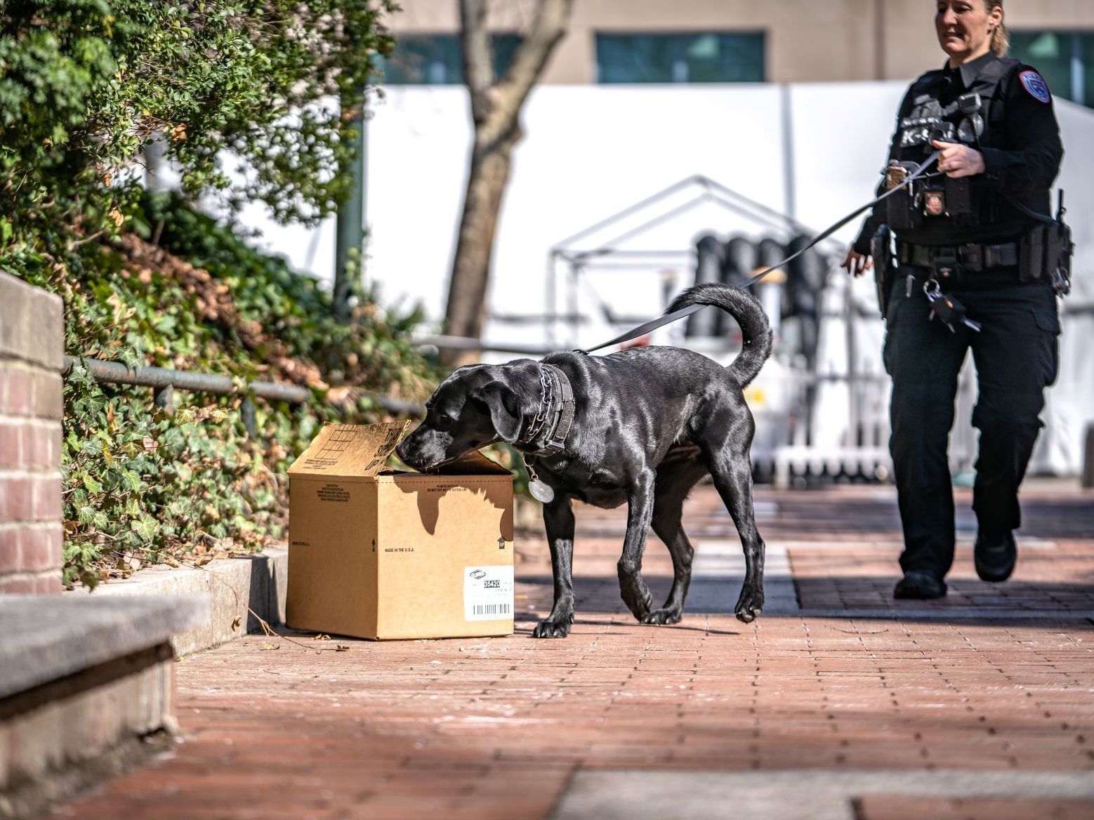 Can Drug Dogs Smell Molly